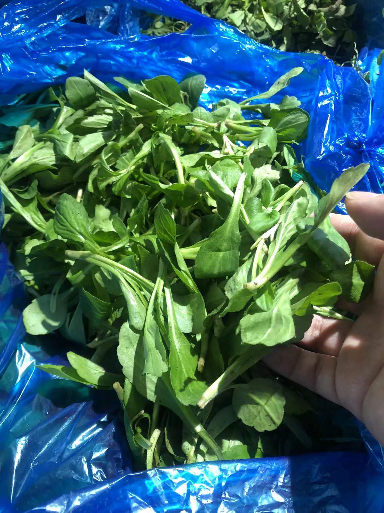 而线上买菜平台叮咚买菜,则推出了"尝春菜"的小板块,早春豌豆苗,香椿