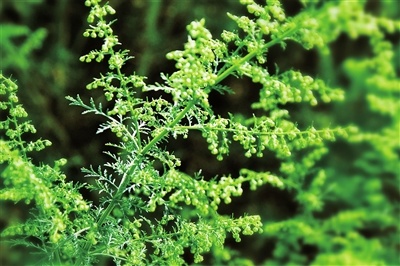 一站式服务助崇明苦草华丽转身