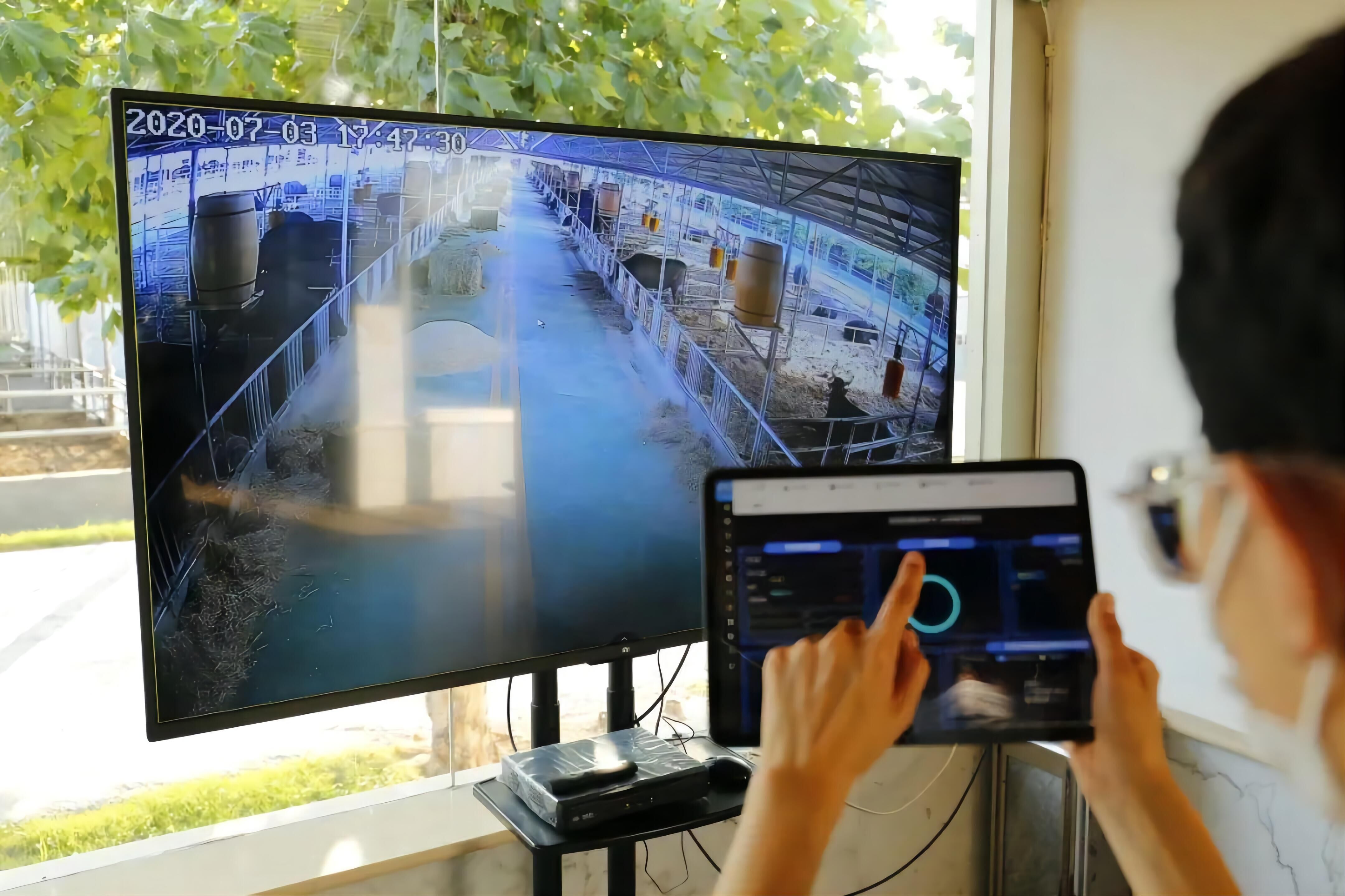 在高青纽澜地"数字牧场",一头头黑牛在牧场里悠闲自得,脖颈下安装电子