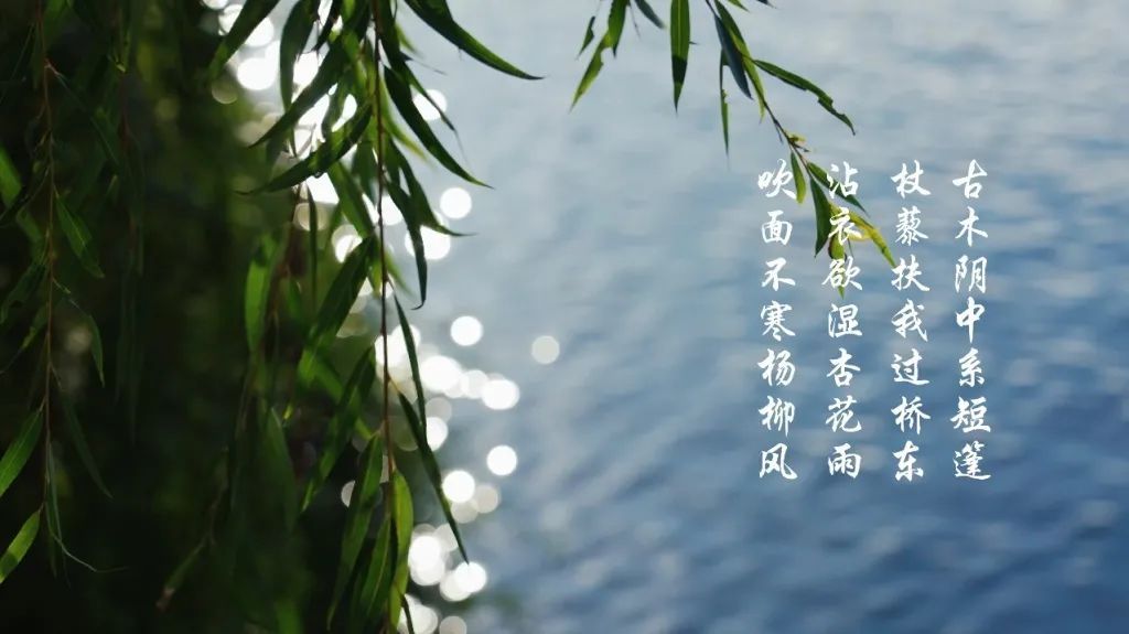 节气雨水沾衣欲湿杏花雨