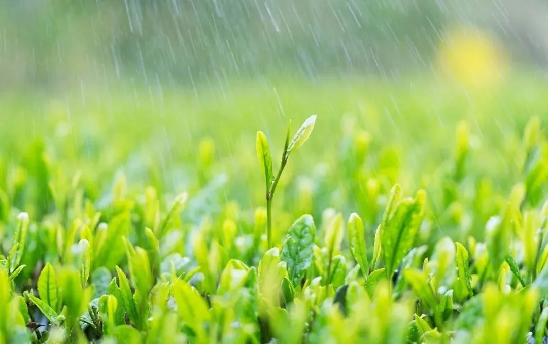 節氣丨今日雨水