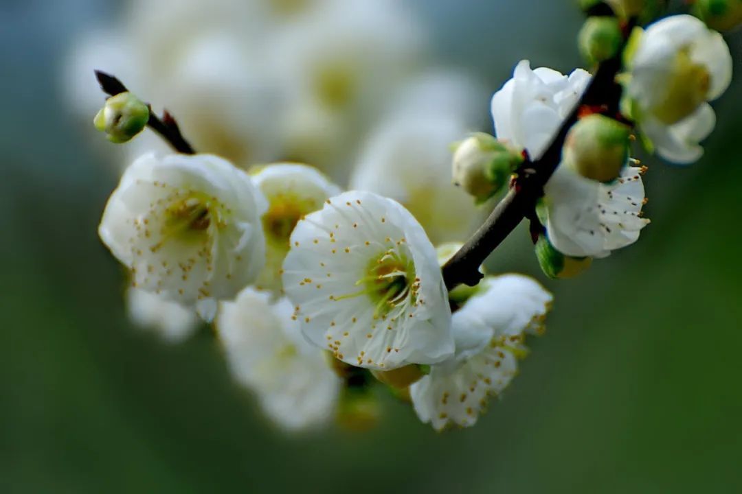 快看杨浦公园的绿梅开了