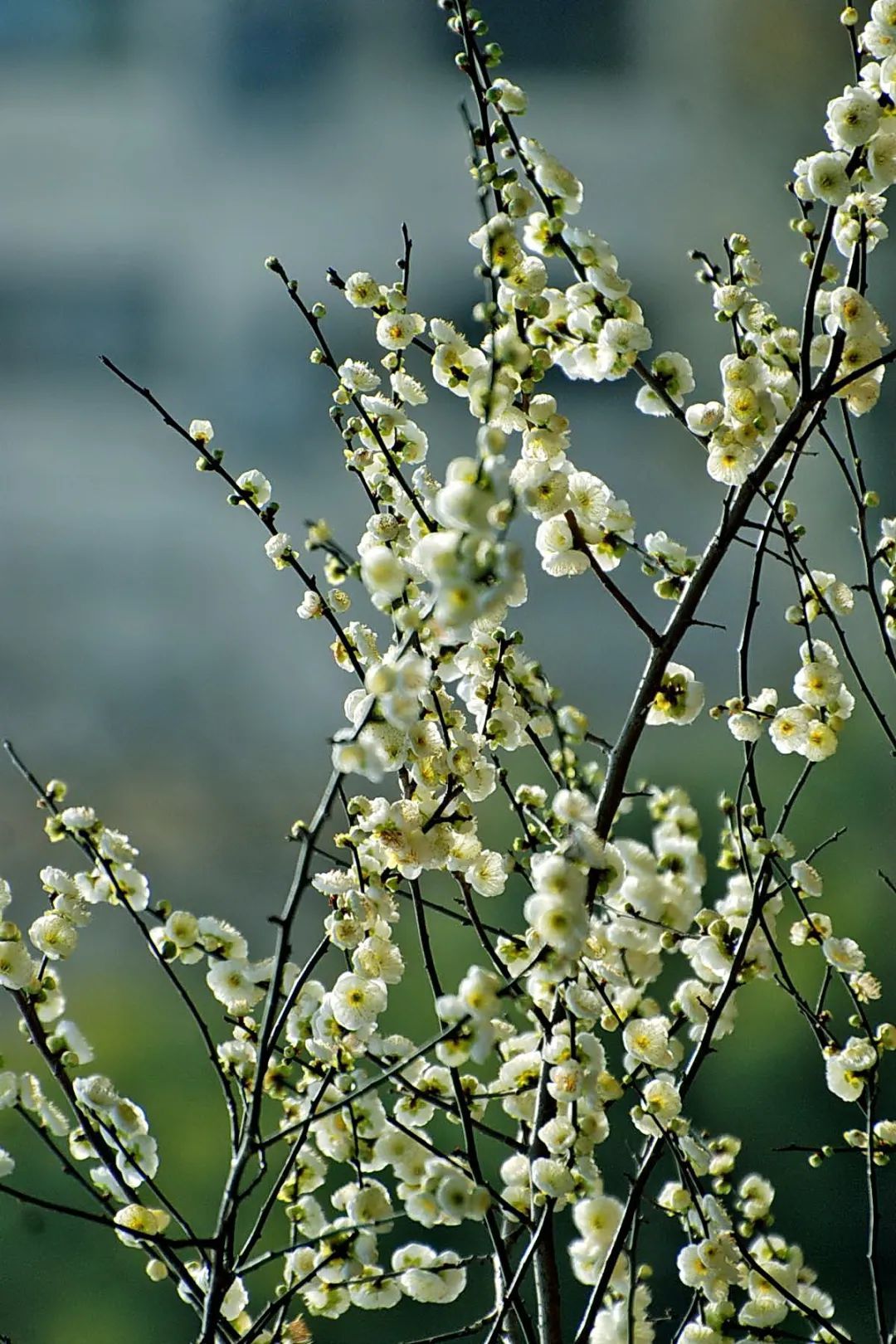 快看杨浦公园的绿梅开了