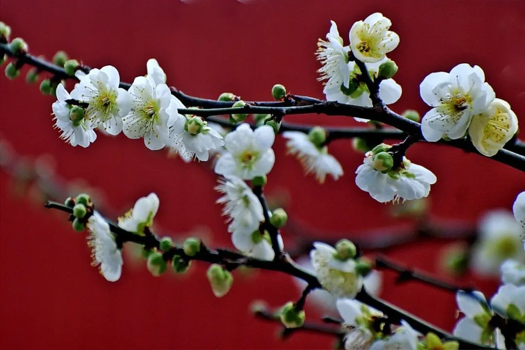 趁着休闲好时光快去杨浦公园欣赏一下可爱美丽的绿梅