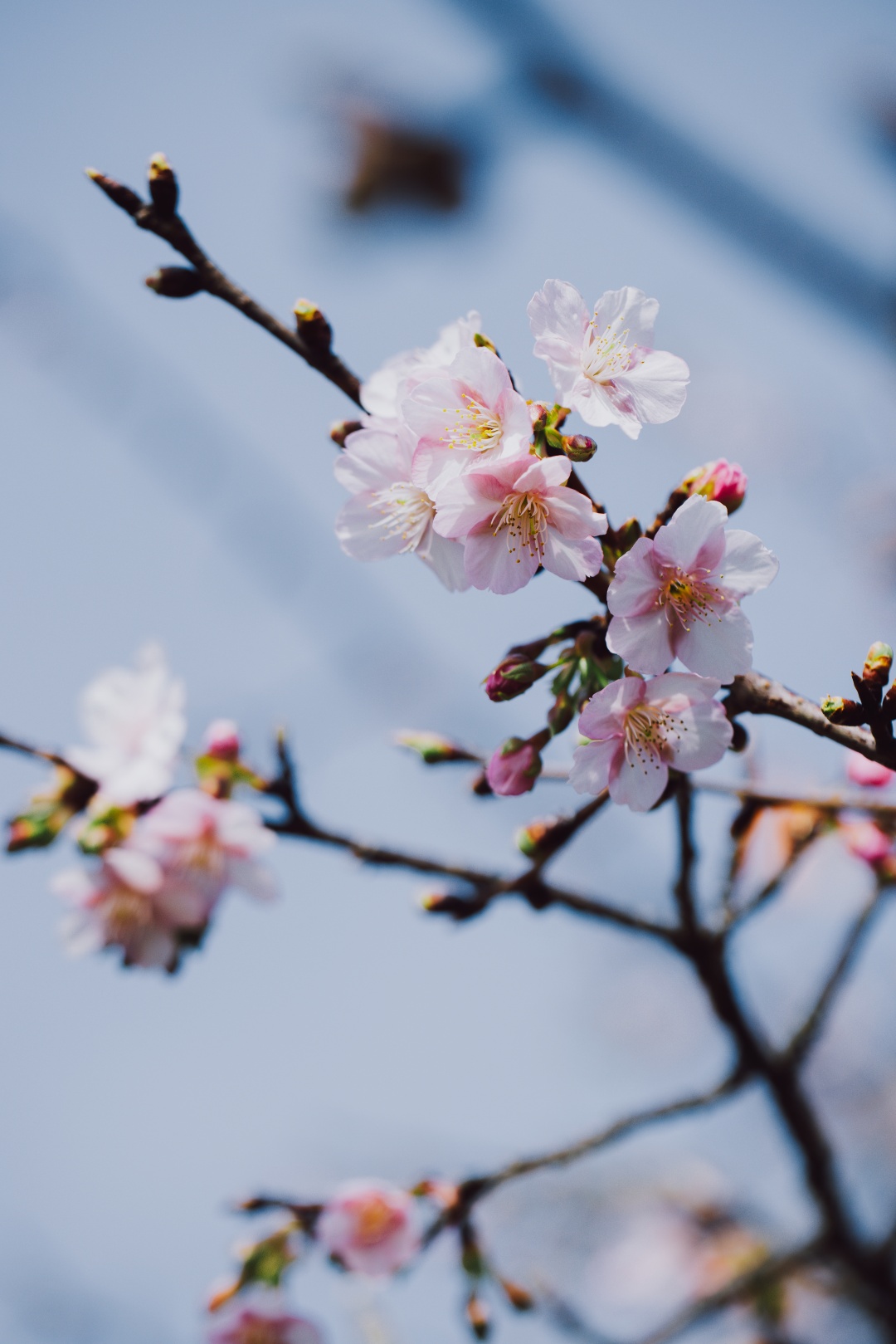 沪上最美河津樱大道3月将迎来最佳观赏期