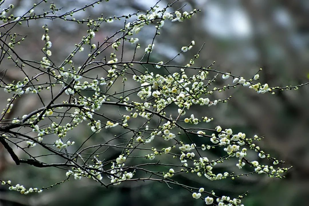 快看杨浦公园的绿梅开了