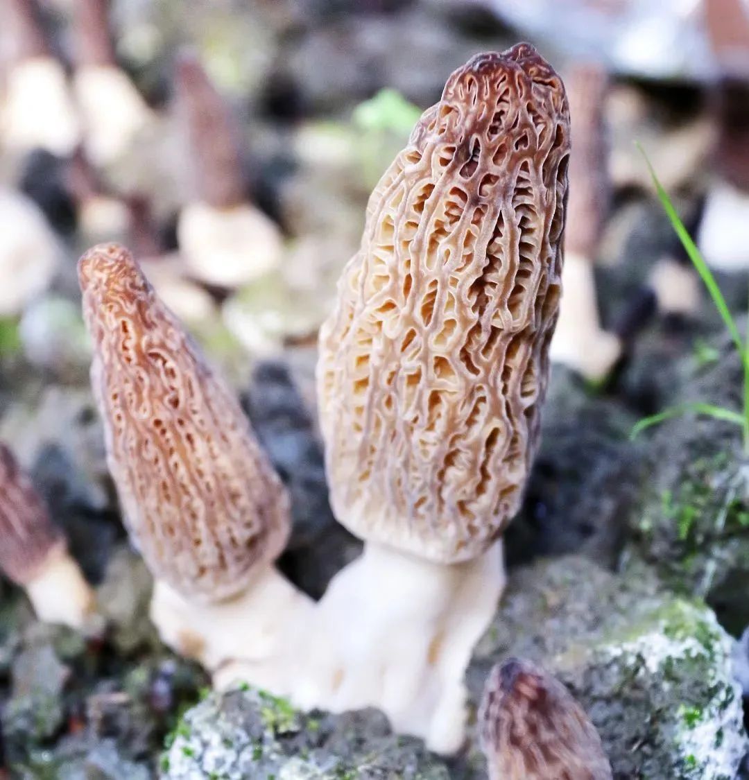 将春天吃进肚子里青浦练塘羊肚菌抢鲜上市