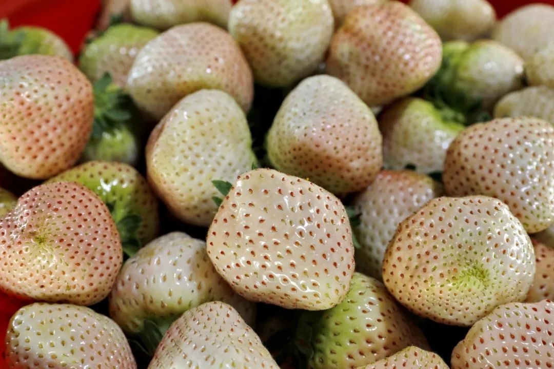 粉嫩可爱清甜多汁金山白草莓大批量上市