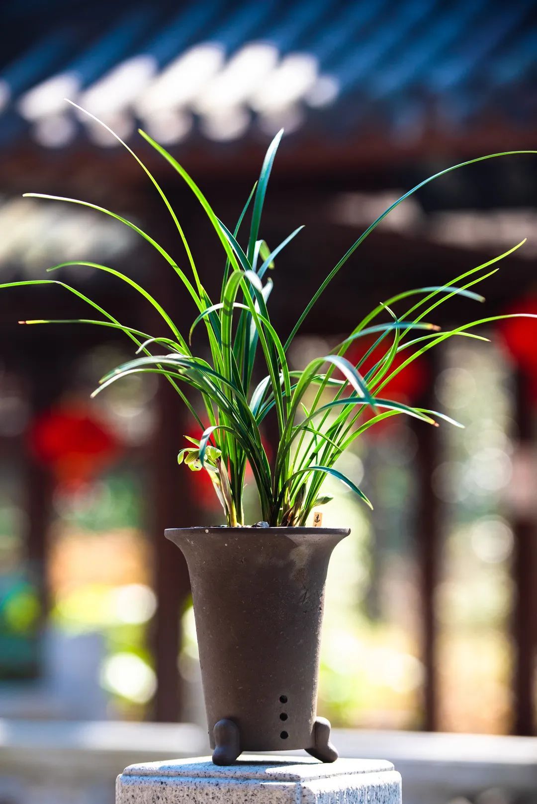 香山植物园兰花展时间图片