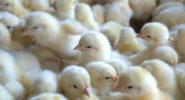 中国一年吃掉50亿只白羽鸡45天速成的鸡到底能不能吃热门题