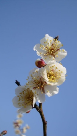 赏花不识花 11个梅花品种了解一下 上观新闻