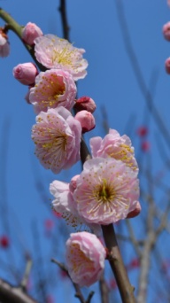 赏花不识花 11个梅花品种了解一下 上观新闻