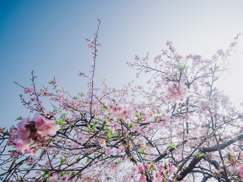 今天惊蛰 花开正好 小松带你云赏花 上观新闻