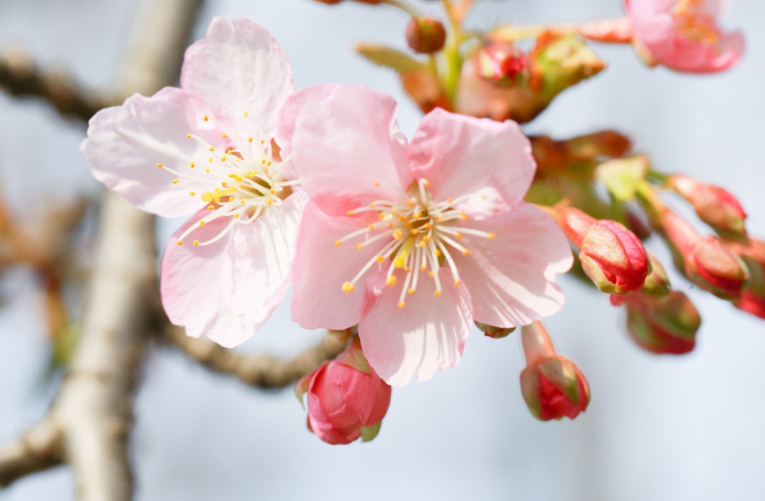 今天惊蛰 花开正好 小松带你云赏花 上观新闻