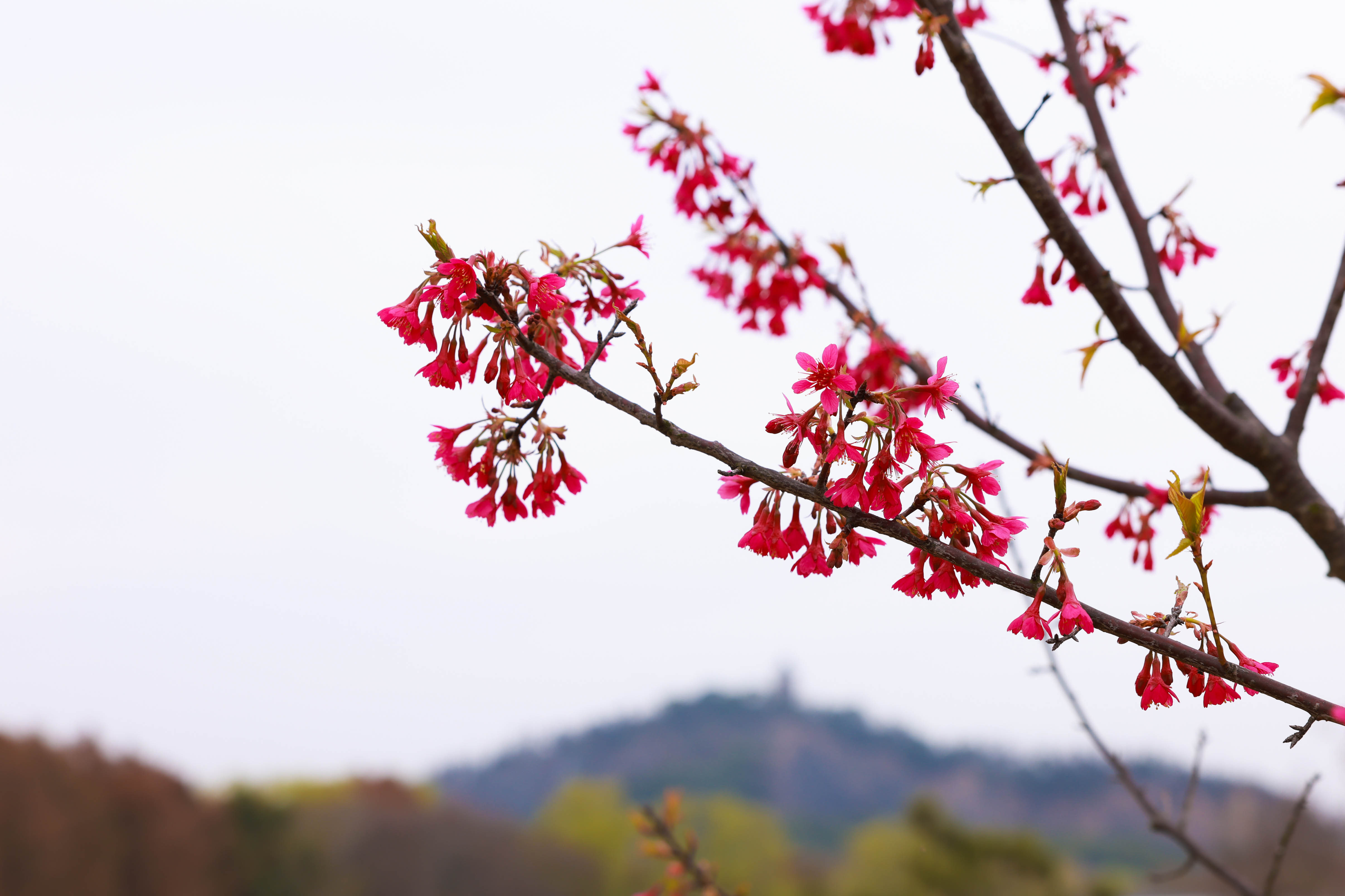 生命之树茁壮生长希望之花悄然盛开探访援鄂医疗队种下的守护健康树