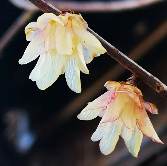 紫红色的蜡梅 云赏一波 上观新闻