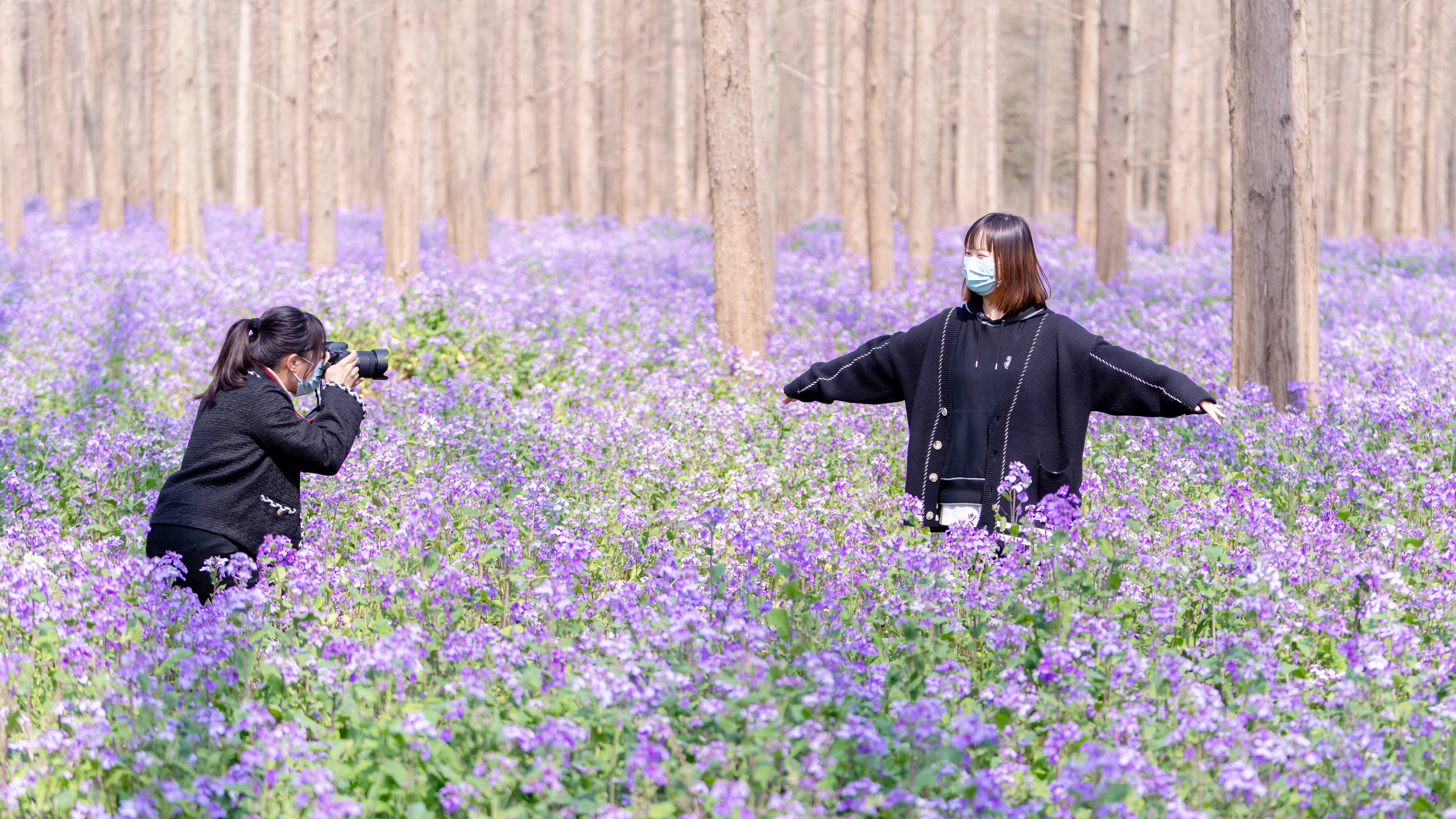 早春回暖 16万平方米 紫色花海 绽放 上观新闻