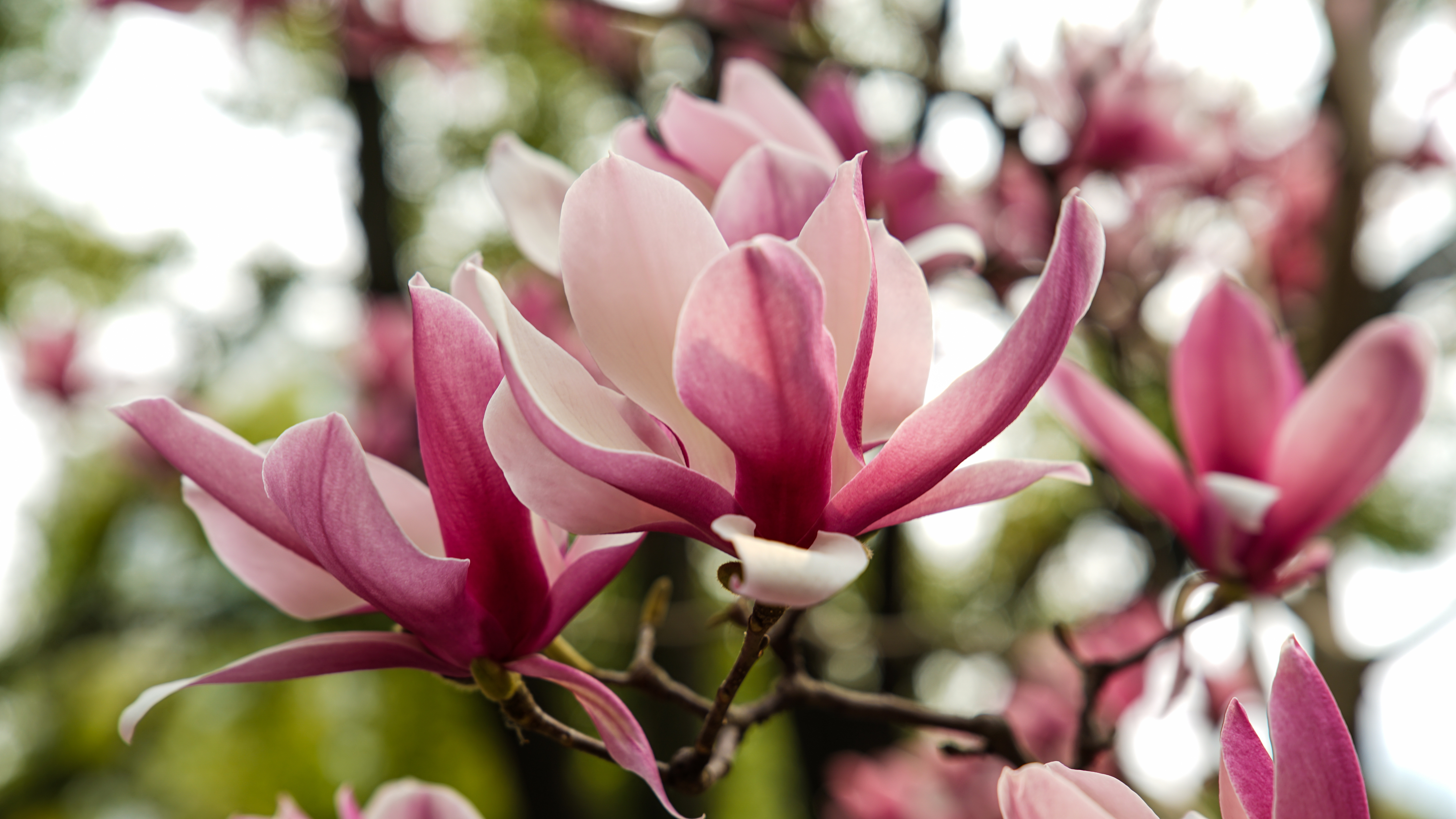 除了二乔玉兰,西康公园还有更多品种花卉逐渐盛开,关注"上海静安",一