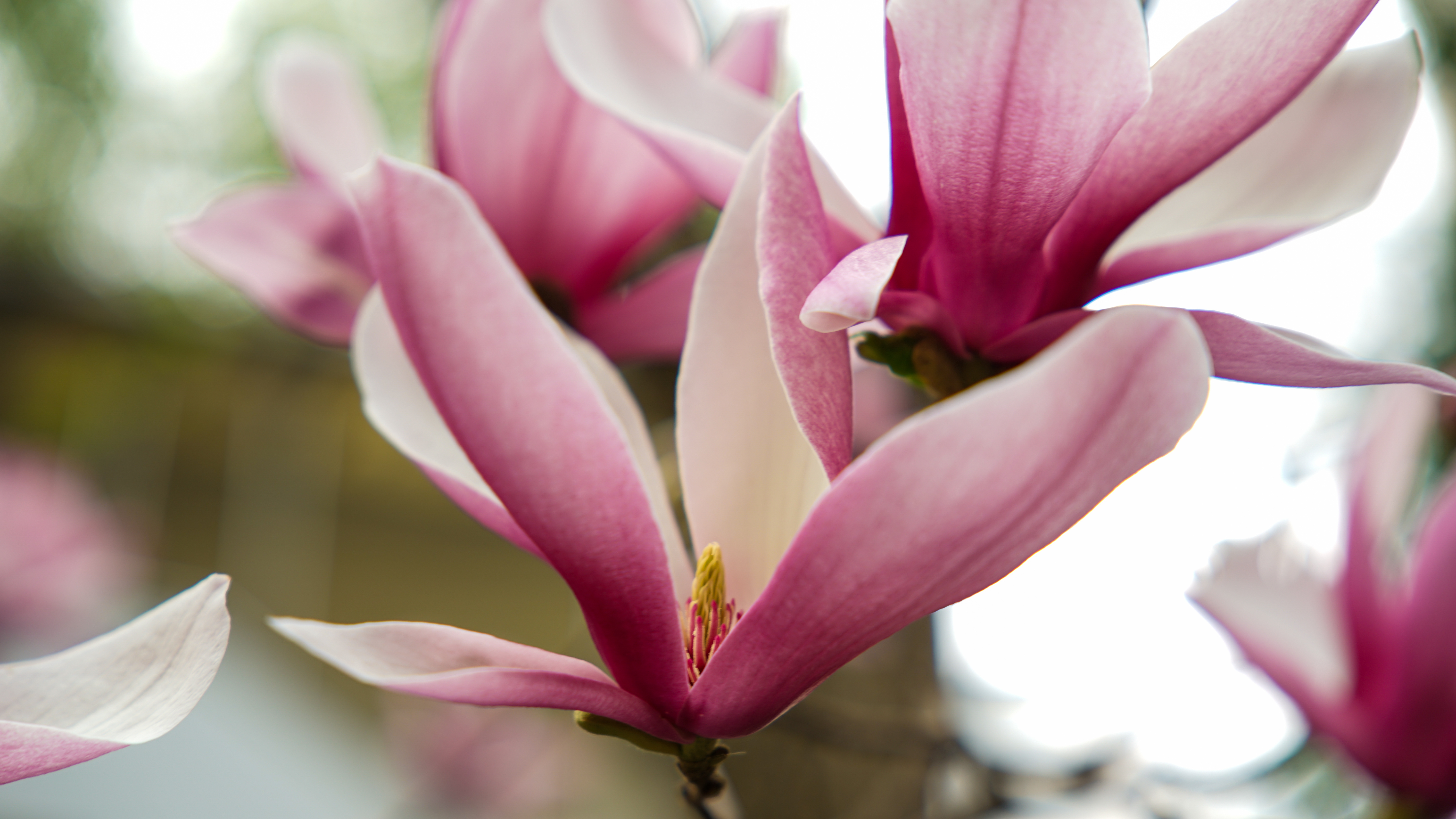 白色玉兰花期稍早,已经处于盛开的末期,而紫色玉兰花正值盛花期,花朵