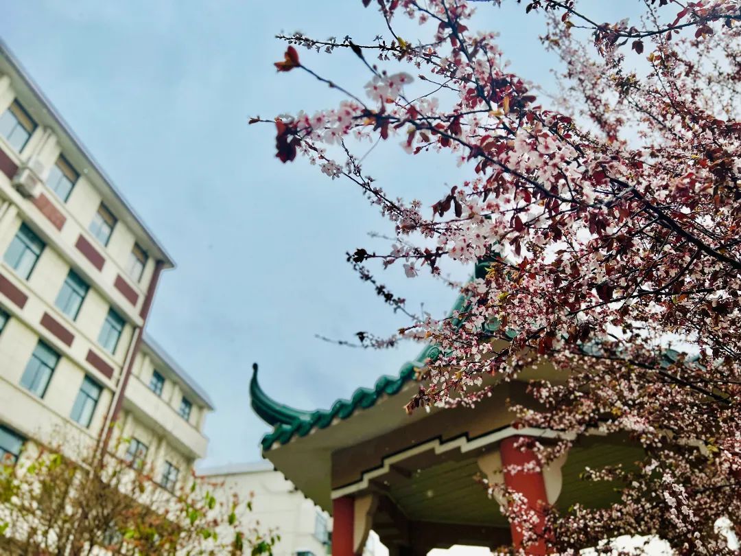 雨中朦朧春景萌萌噠小刺蝟三月的校園還藏著這些小美好