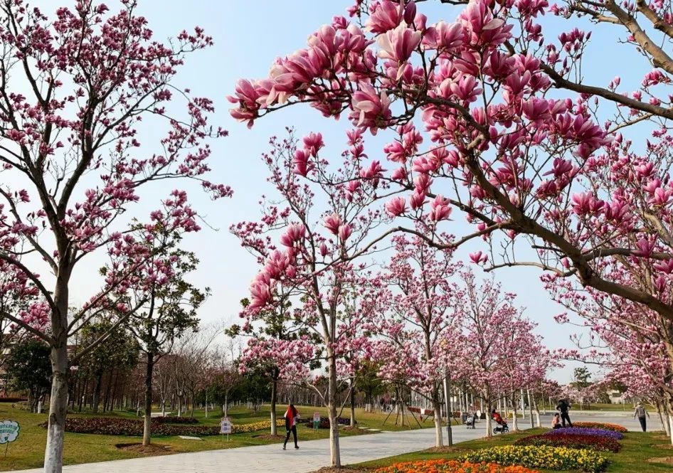 公园特色植物区丨这个玉兰专类园里花开正盛附视频美图