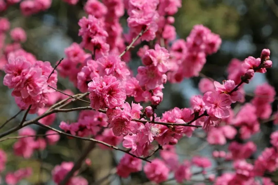 上海植物园桃花迁新居盛花期已至