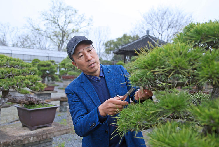 钟情花草数十载家门口打造盆景园园艺人盛培清想一辈子就做这件事