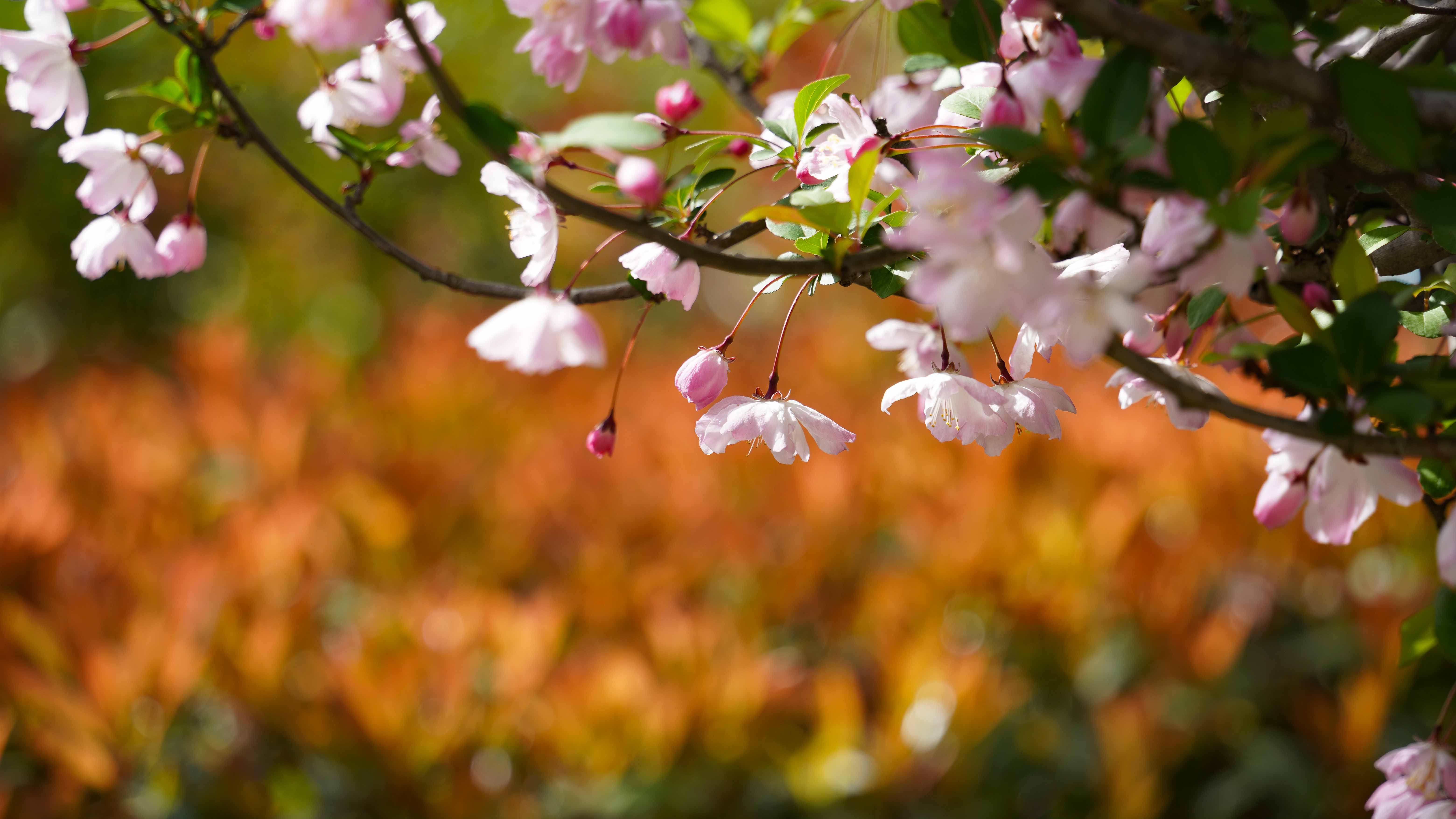 云赏花人民公园的海棠开得正盛这波美图送给你