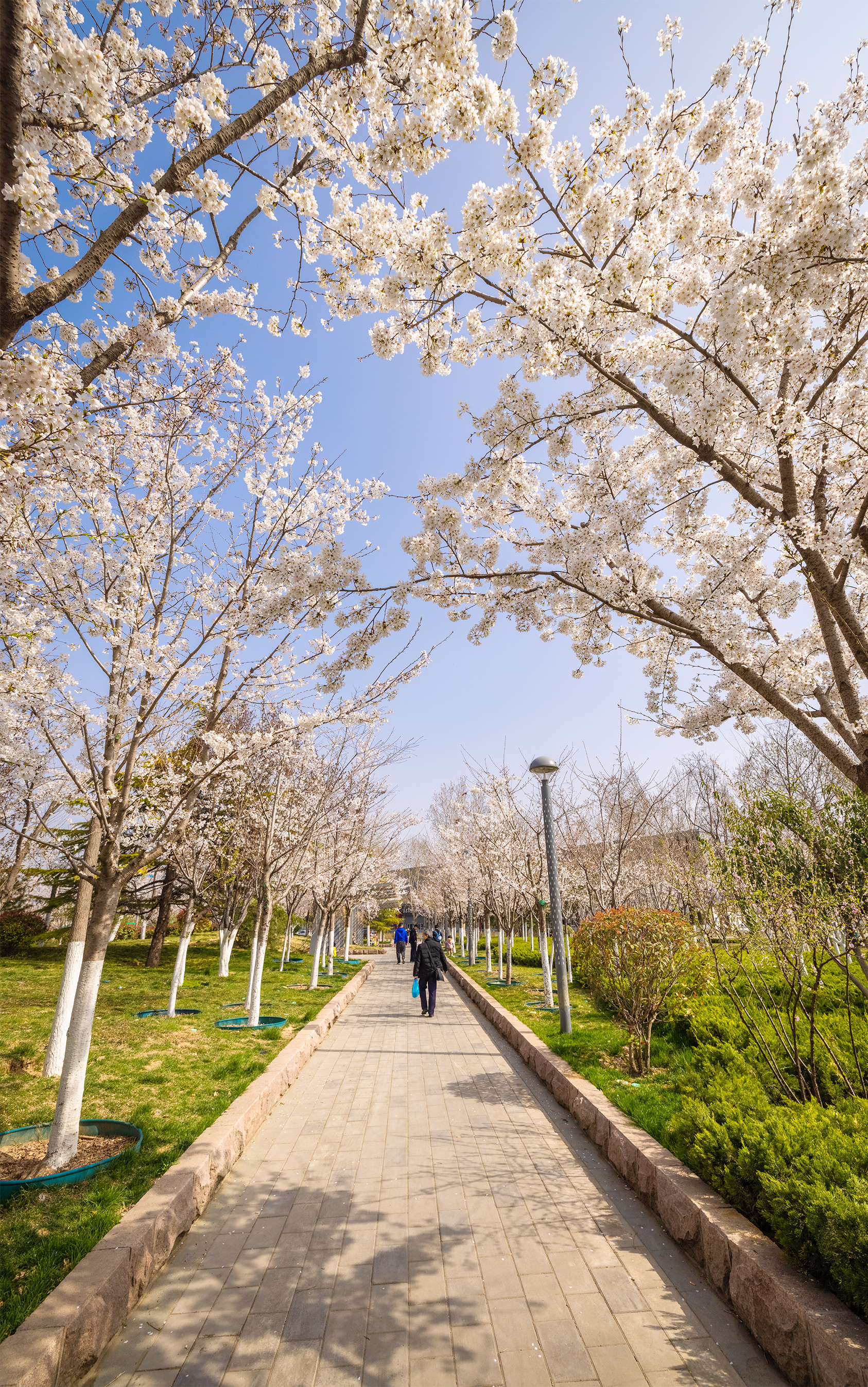 滨湖湿地公园樱花图片