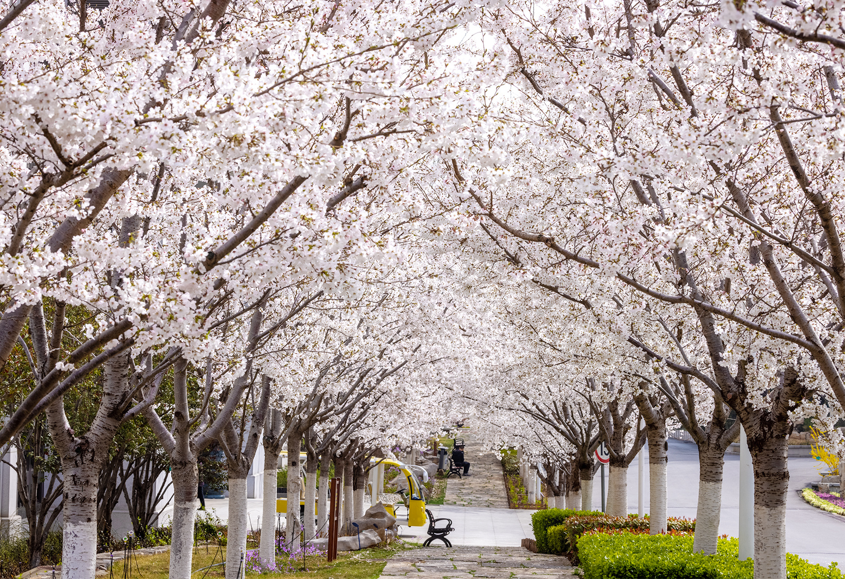 山东好景彩石樱花花海美若仙境