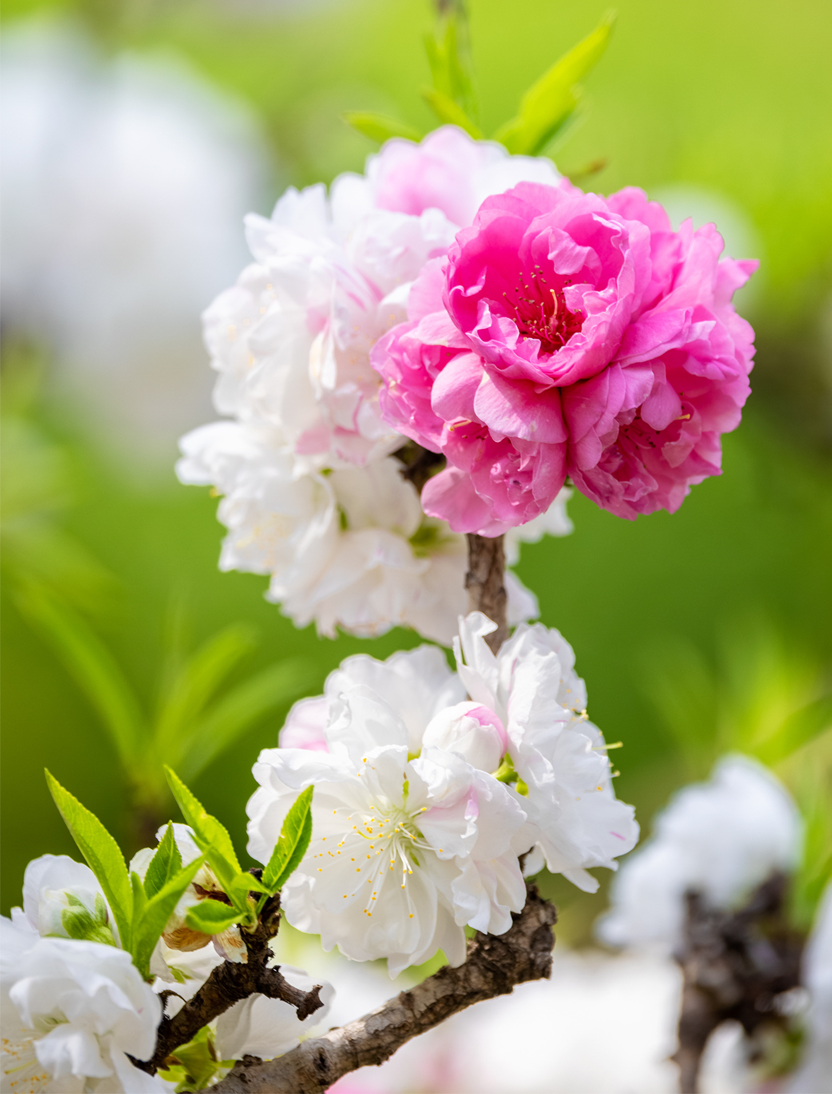 山东好景百花公园碧桃艳