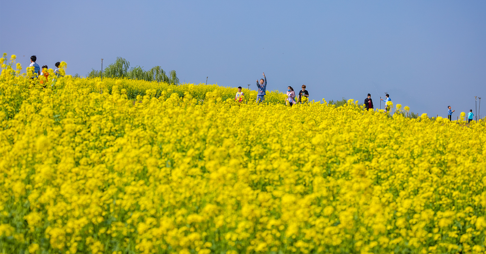 山東好景濟南黃河岸邊油菜花如詩如畫