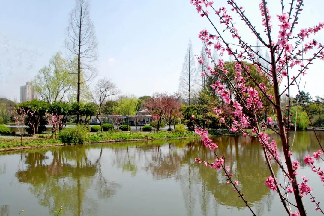 春意正濃雲賞楊浦公園