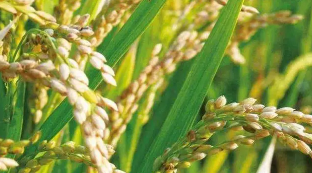 东升1号水稻种子图片