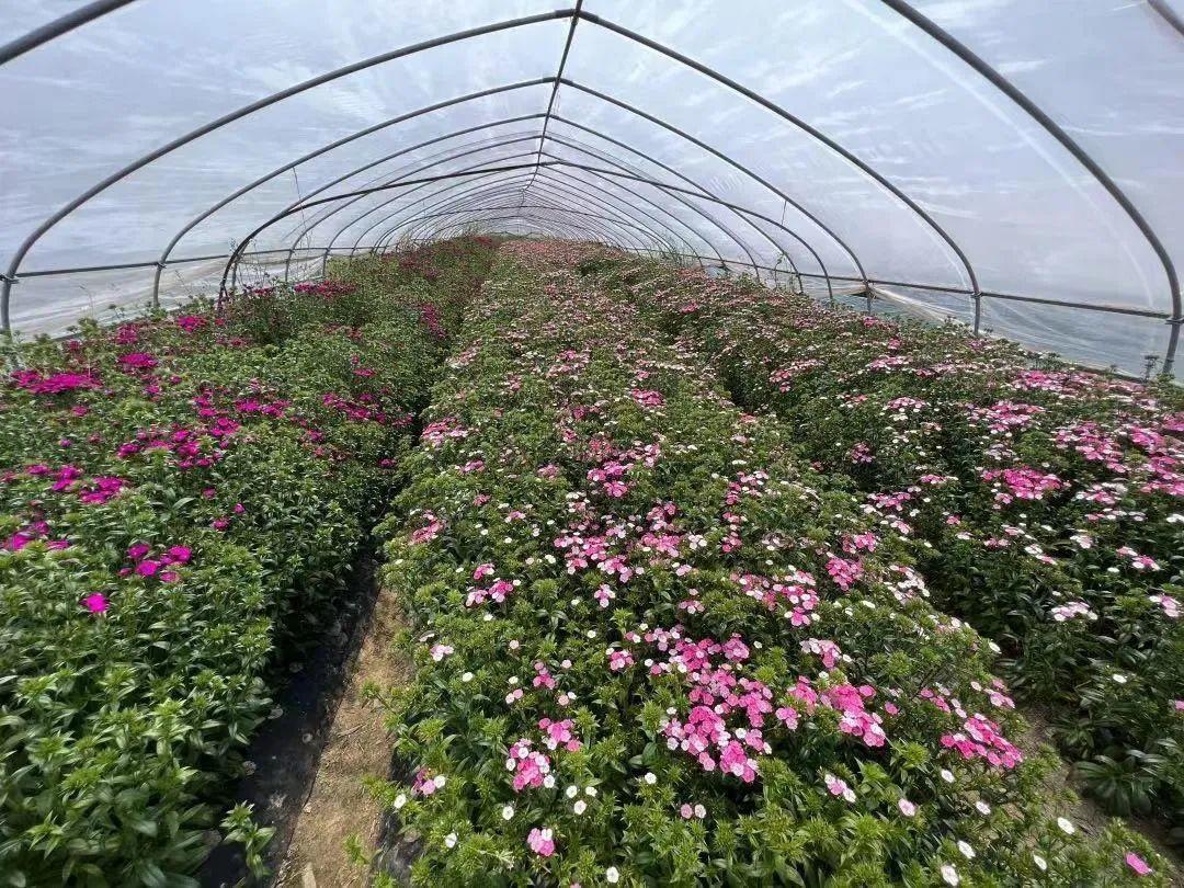 疫情期间农户面临滞销困境青村镇通过满天星便民超市助农户解决难题