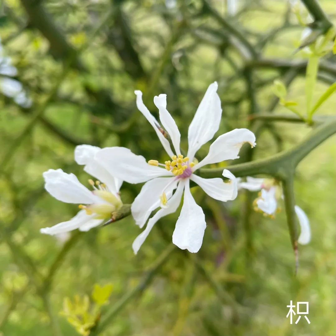 四月橘子花開當不成採花大盜那就一起雲賞花吧