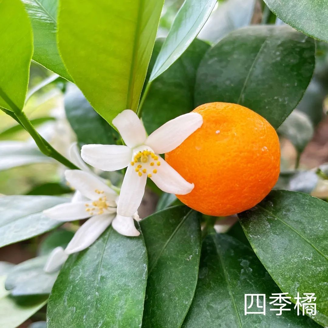 蜜桔什么时候发芽开花(蜜桔什么时候种植最好)
