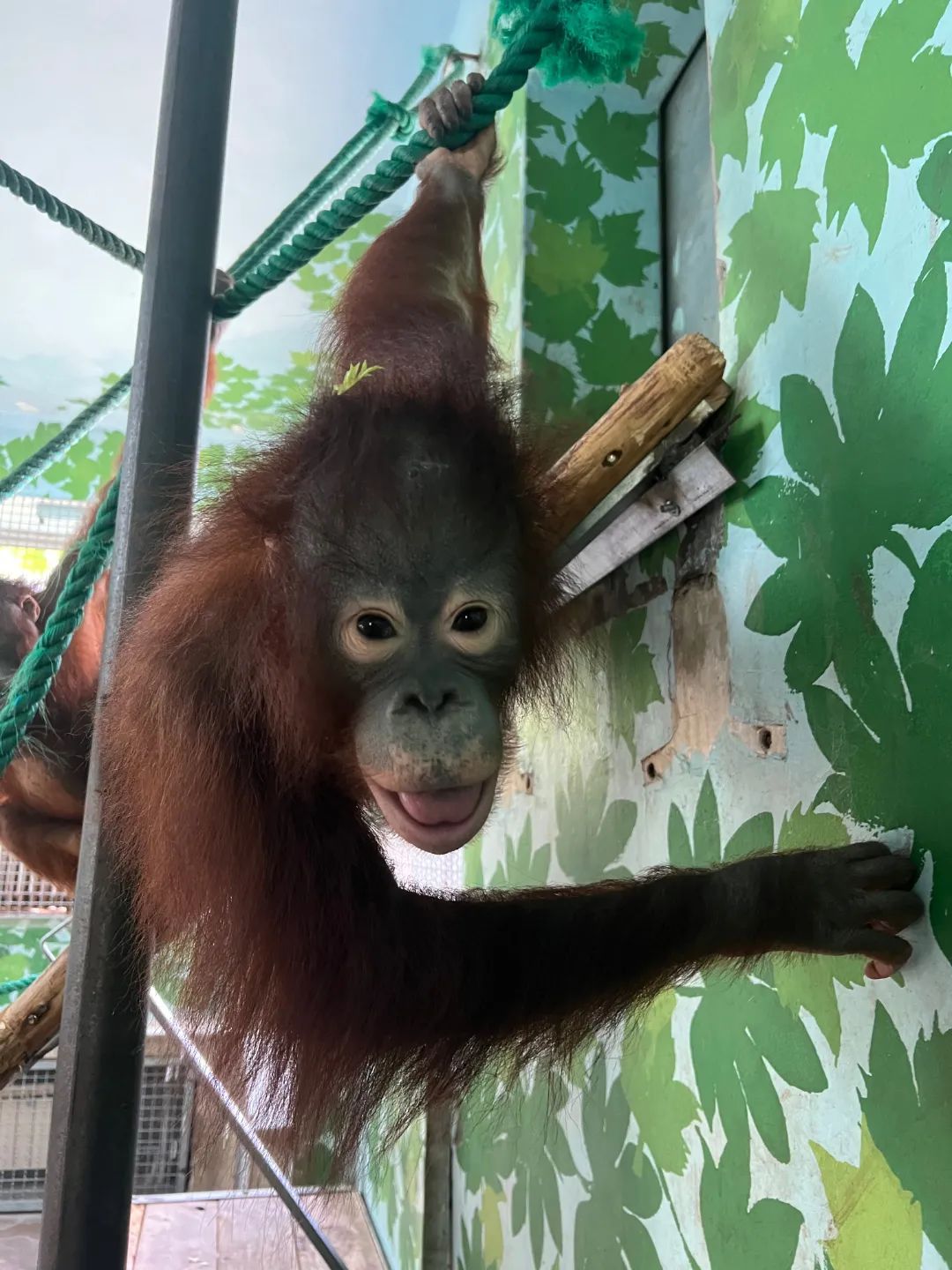 不停課不停學上海動物園猩猩班的春季學期開學啦