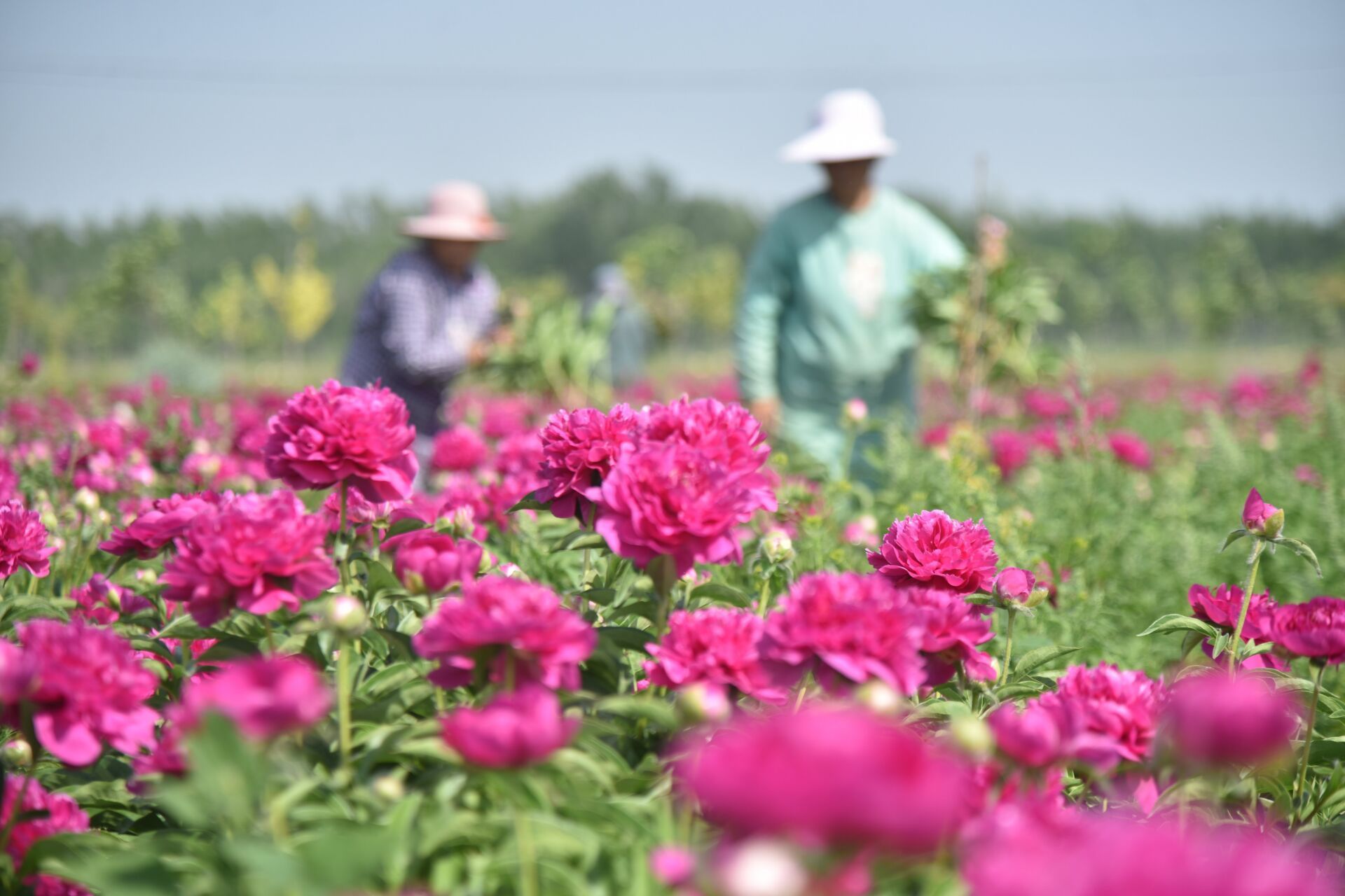 组图丨立夏花开助农鲜花基地20多个品种芍药发往北京