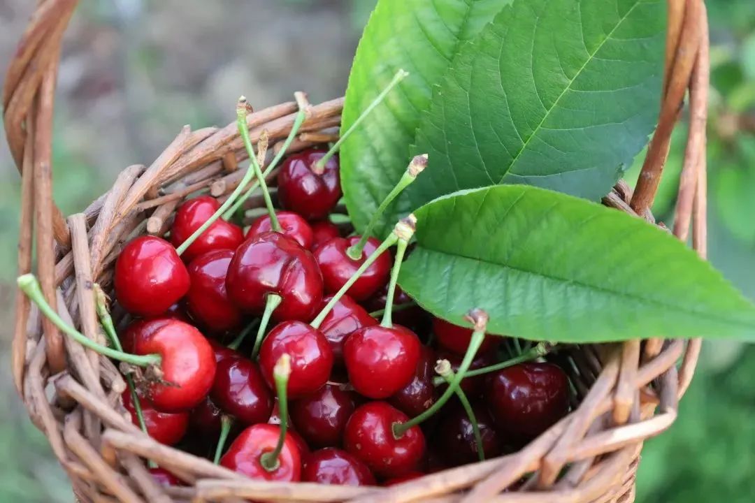 本地樱桃熟了首批菊园樱桃新鲜上市