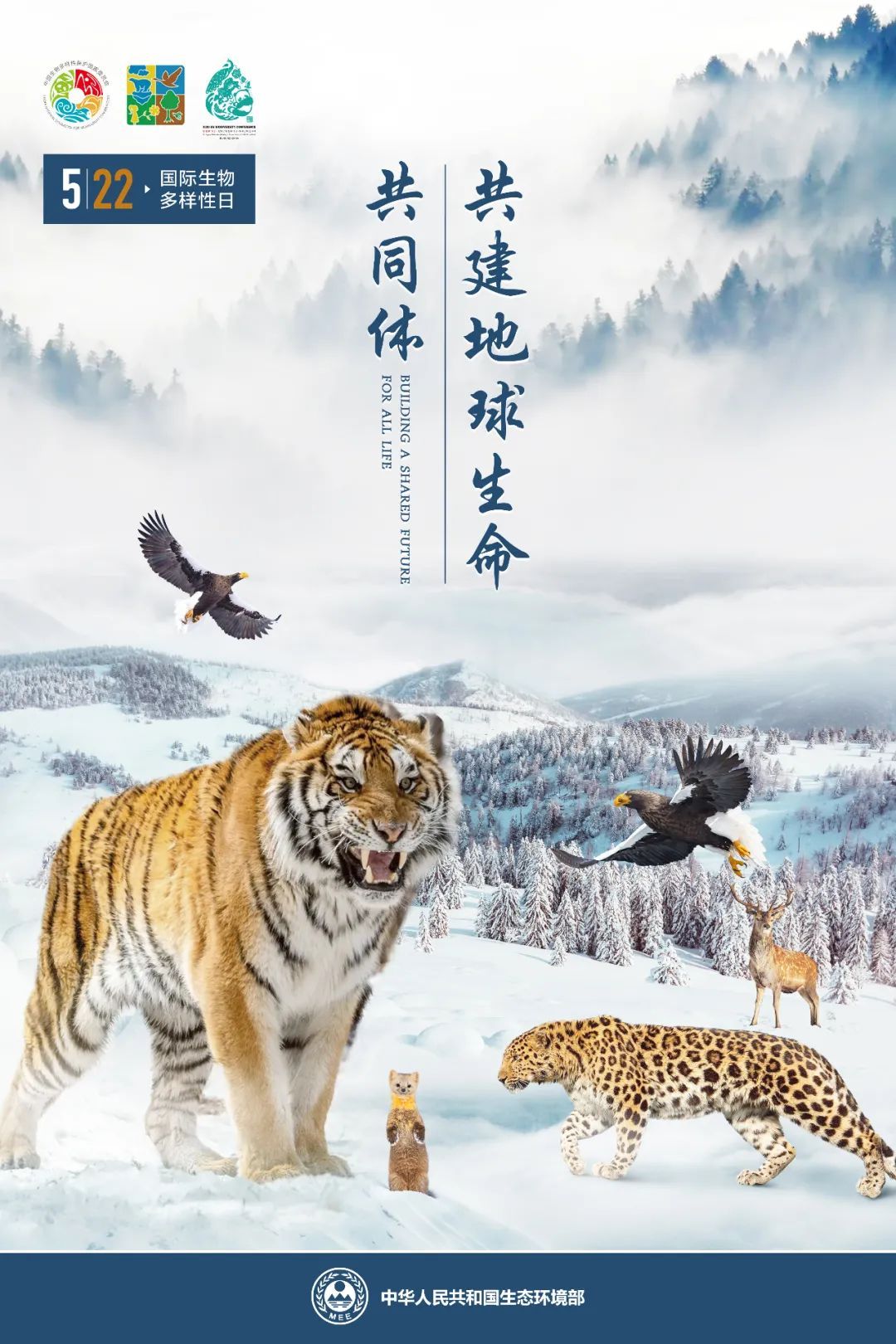 生物多样性生态环境部发布2022年国际生物多样性日宣传片宣传海报