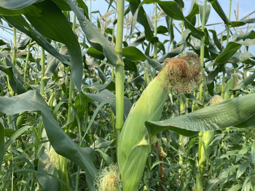 本地甜糯玉米新鲜上市登陆奉贤三农即可预定到家