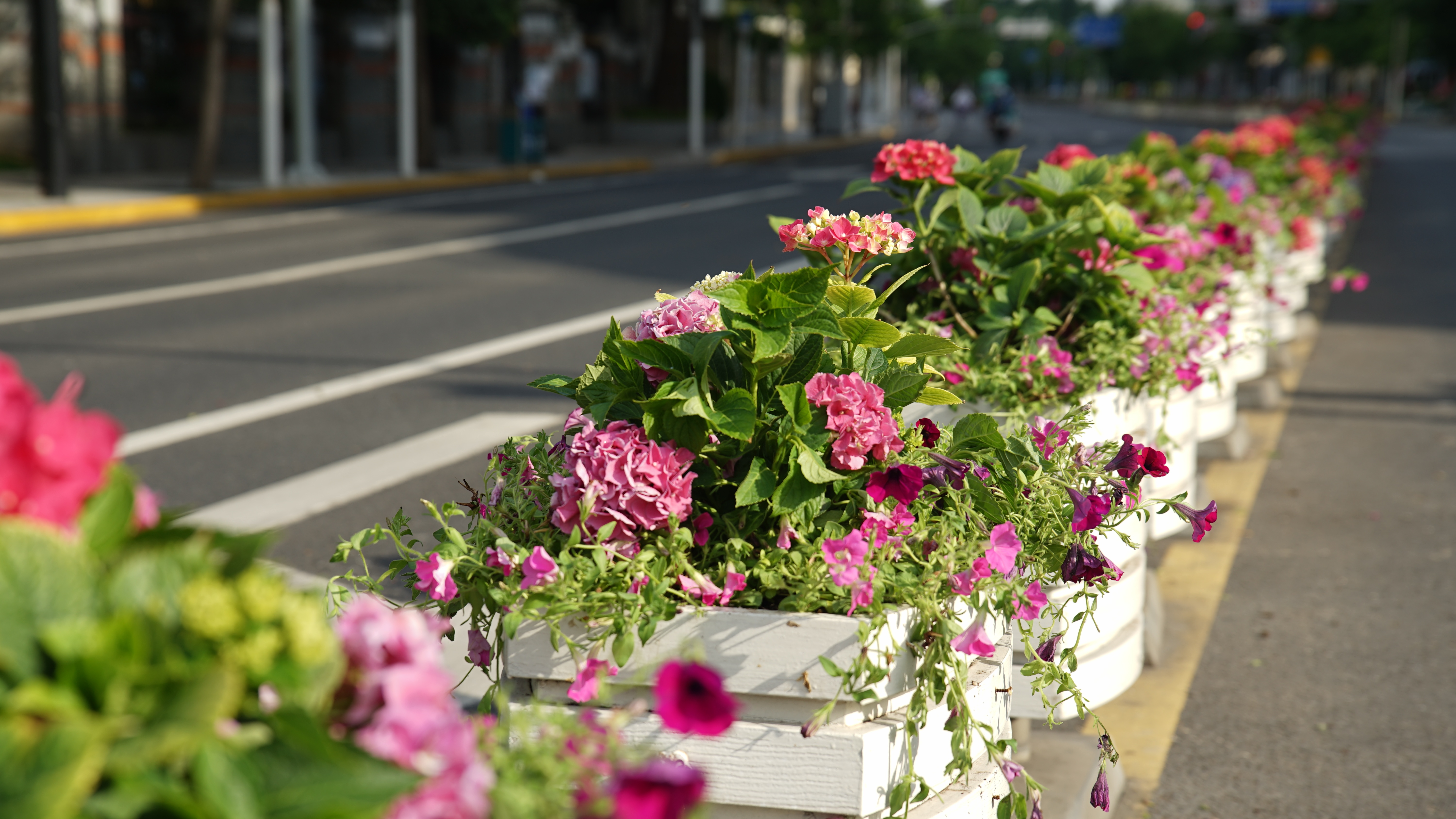 公路绿化花卉品种图片