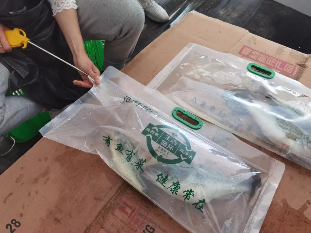 活鱼也能送货上门小小氧气包让活鱼游进市民碗里