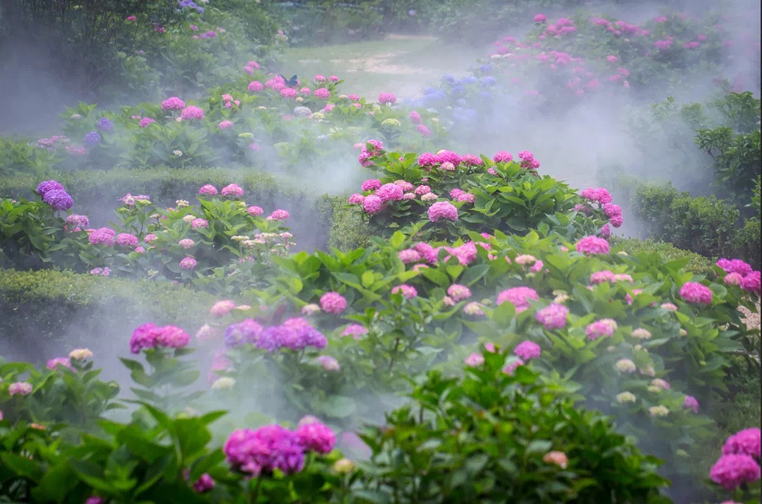 仲夏绣球花正当季新一波美图来了公园特色植物区
