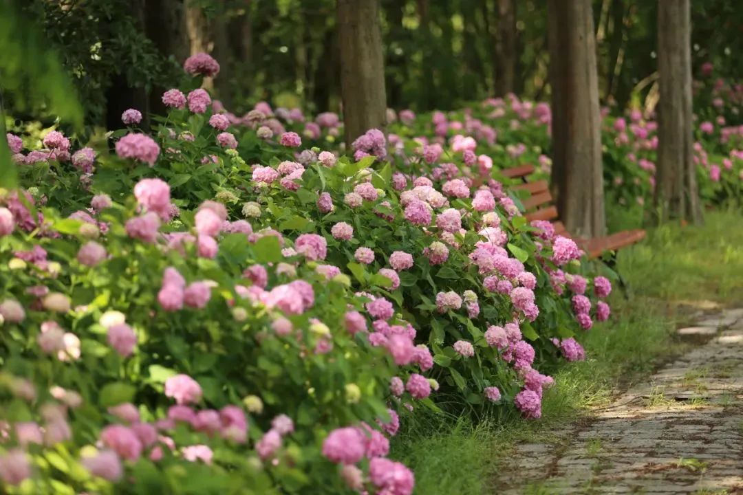 仲夏绣球花正当季新一波美图来了公园特色植物区