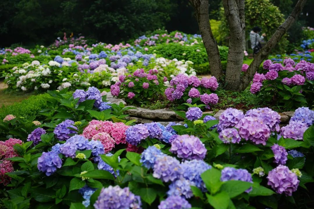 冰淇淋給炎炎夏日帶來絲絲清涼繡球純粹的藍紫色在觀賞花卉中珍貴難得