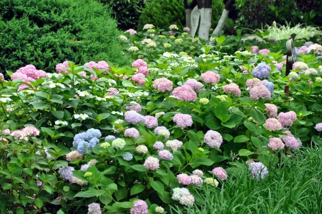 仲夏绣球花正当季新一波美图来了公园特色植物区