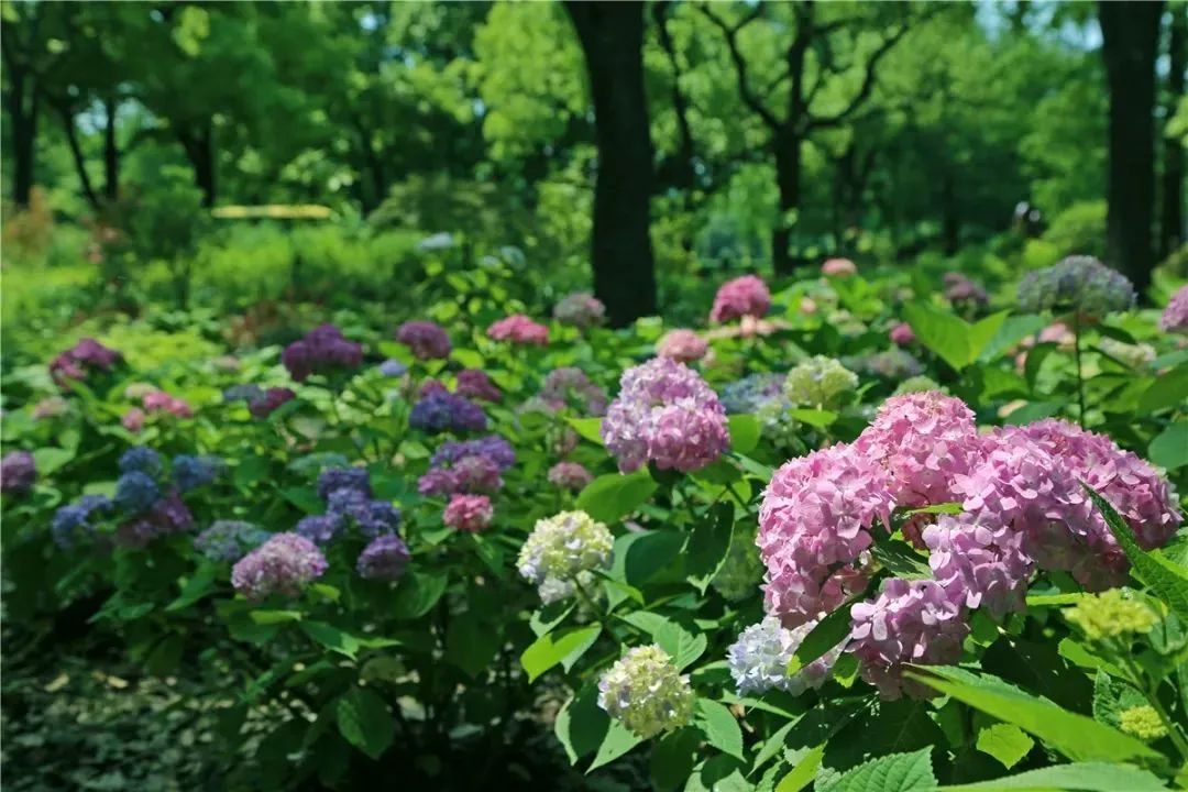 仲夏繡球花正當季新一波美圖來了公園特色植物區