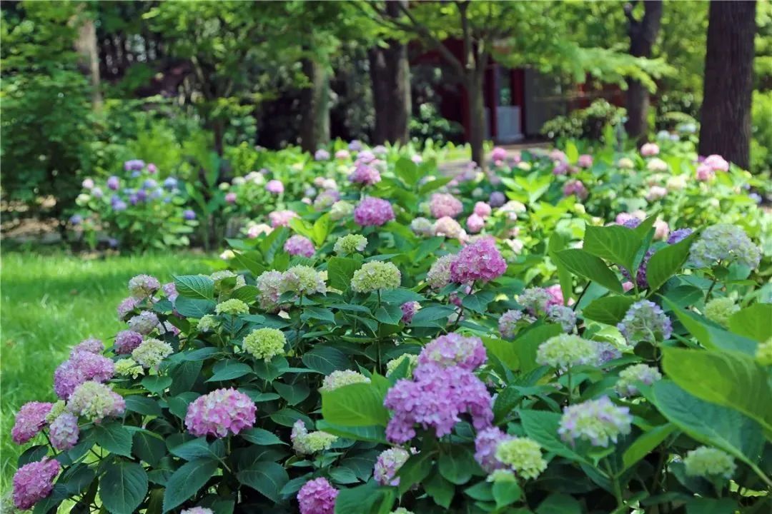 仲夏繡球花正當季新一波美圖來了公園特色植物區